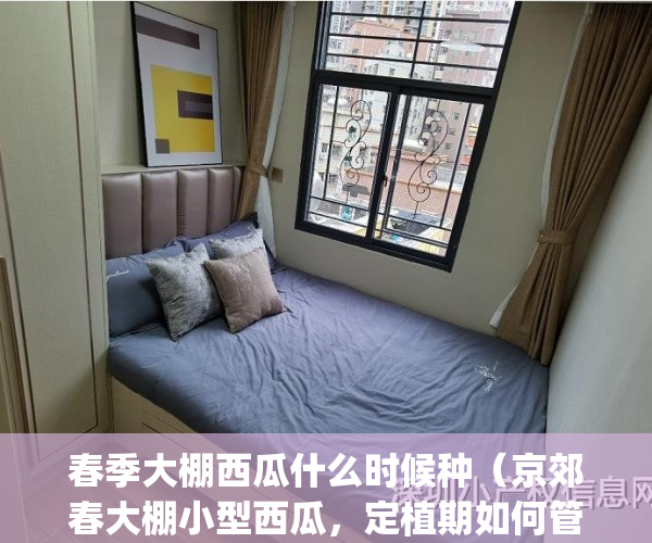 春季大棚西瓜什么时候种（京郊春大棚小型西瓜，定植期如何管理）(大棚早春西瓜种植时间)