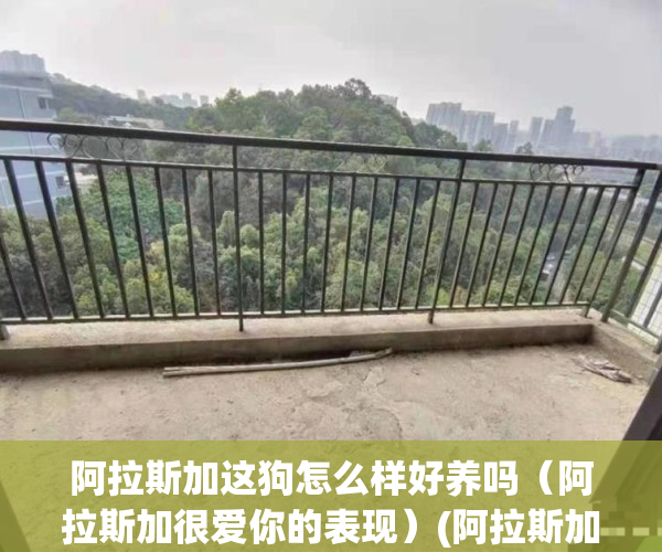 阿拉斯加这狗怎么样好养吗（阿拉斯加很爱你的表现）(阿拉斯加犬好不好养活)