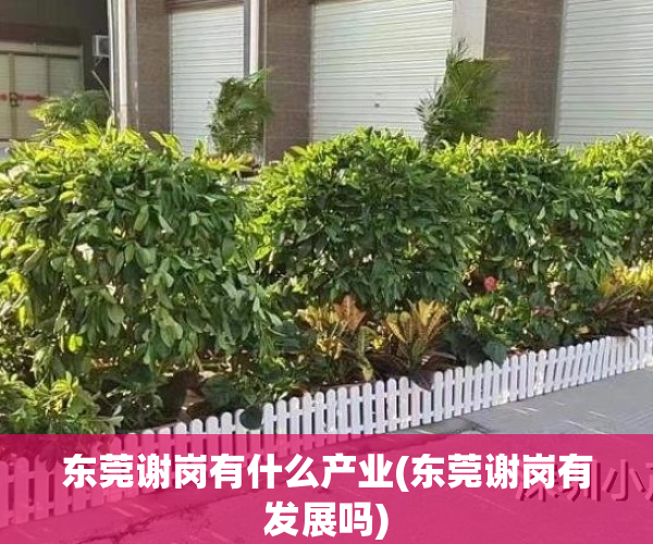 东莞谢岗有什么产业(东莞谢岗有发展吗)